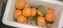【产地直发】正宗广西金秋砂糖橘棉橘水果新鲜当地砂糖橘橘子新鲜 砂糖橘带箱2斤 实拍图