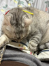 【京东快递】宠物狗狗围栏猫咪围栏栅栏栏杆猫门栏猫拦狗笼隔离门 【加厚加密】适用宽度69.5-76cm 078高 实拍图