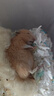 家养金丝熊小仓鼠精选虎纹眼圈奶牛熊米熊仓鼠活体宠物巨型苍鼠 米熊 母 实拍图