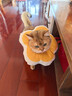 华元宠具（hoopet）猫咪伊丽莎白圈幼猫项圈宠物狗狗圈颈圈脖圈头套犬耻辱圈防舔头罩 实拍图