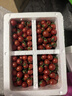 广西新鲜千禧圣女果小番茄现摘现发多汁水果适合孕妇食用 5斤 实拍图