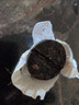 普洱茶（PUER）特级老班章小玉饼500g礼盒装云南勐海核心区古树熟茶送长辈养胃茶 实拍图