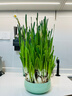 绿丝绦水仙花水培花卉进口洋水仙种球耐寒好养活冬季年宵盆栽植物 洋水仙种球6个+陶瓷盆 实拍图
