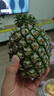 正宗海南金钻凤梨新鲜水果当季树上熟芒果凤梨【催熟食用】 1粒装单果500g-650g【7成熟，催熟再吃】 实拍图