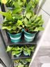 双盟绿萝盆栽除甲醛花卉绿植办公室新房净化空气110款8盆装源头直发 实拍图