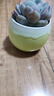 奥美优多肉花盆陶瓷家用绿植植物盆栽透气防烂根大口径花盆小号 实拍图