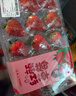 【超值】丹东红颜草莓300g（单果18g） 实拍图