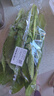 油麦菜约300g 实拍图