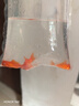 金鱼草金鱼观赏鱼冷水好养耐活小鱼苗锦鲤 5-7cm 红草金买1条送1条（加备损） 实拍图
