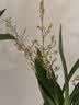 劉閣蘭花兰花香水文心兰花卉浓香盆栽 粉色带6支生花剑配懒人盆源头直发 实拍图