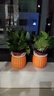 【绿萝盆栽】吸甲醛净化空气水培绿植物懒人花卉好养搬家礼物全 【畅销2盆】绿萝+橙色南瓜盆自吸水 整体含盆高度20-25cm 实拍图