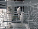 宠尚天 鸟笼长尾鹦鹉笼子家用防溅豪华芦丁鸡饲养箱虎皮鹦鹉鸽子笼 长尾鹦鹉白色中号鸟笼 -单笼 晒单实拍图