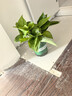 双盟绿萝盆栽除甲醛花卉绿植办公室新房净化空气 120款10盆源头直发 实拍图