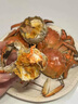 【活蟹】湖鲜阳澄大闸蟹全母3.3-3.6两8只去绳足重年货鲜活过年新春螃蟹送礼海鲜礼盒装 实拍图