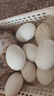 百世富泽（BAISHIFUZE）【百世富泽】黄河滩大鹅蛋新鲜正宗土鹅蛋农家自养孕妇超大鹅蛋 12枚130-150克 实拍图