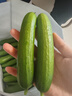京鲜生 山东荷兰水果黄瓜 净4.5斤 单果70g+ 健康轻食早餐蔬菜 源头直发 实拍图