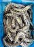 鲜京采 开背去虾线海白虾3斤装 大号45-60只 实拍图