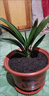 大盆君子兰盆栽名贵国宝级花卉苗绿植物圆头和尚室内客厅四季好养 【特惠款】5-8片叶子+土送肥料 送肥料 实拍图