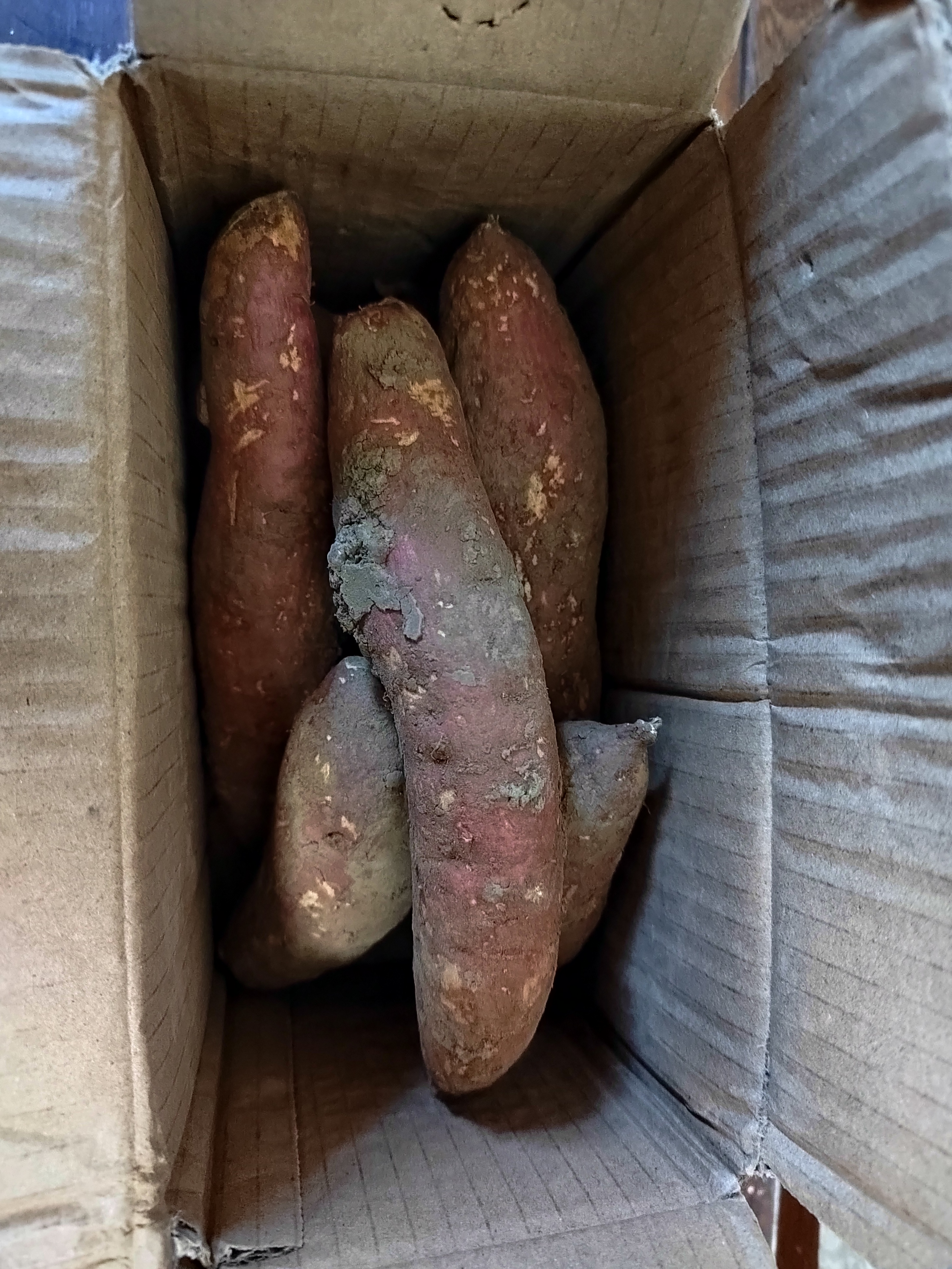 广东新鲜现挖西瓜红蜜薯沙地红心番薯山芋生鲜超市蔬菜京东包邮 优质西瓜红 1斤（尝鲜装） 带箱 中大果（单果150g-500g） 实拍图