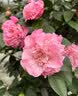 盆栽茶花苗 四季香妃茶花盆栽带花苞浓香型庭院室内好养五色赤丹树苗花卉植物 精品五色茶花 2年苗 实拍图