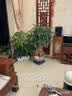 绿盼绿植发财树有机肥料颗粒专用叶子发黄掉叶招财树客厅办公室盆栽 实拍图