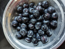 余悦云南花香蓝莓【JD/邮政空运-多地次日达】产地直发超大果整箱送礼 4盒【单果15mm+】125g/盒(净100g) 实拍图