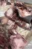 羊头肉4斤八成熟整箱羊脸肉卤全无骨去骨整个新鲜生羊头整只熟食 去骨花羊头肉【5斤装】 实拍图