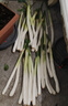 京鲜生正宗山东章丘大葱净重4.5斤礼盒 精品鲜叶蔬菜特产  源头直发包邮 实拍图