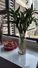 吕姆克花瓶玻璃鲜花竹子水养水培插花容器加厚款大号落地花瓶高40cm0831 实拍图