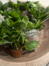 绿有意绿萝盆栽除甲醛室内好养花卉植物绿萝批发办公室新房装修净化空气 120#绿加仑吸水盆10盆+4肥 带盆带土发货 实拍图