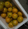 吉果叔 正宗广西茂谷柑 应当季新鲜水果薄皮脏脏柑橘石灰柑橘子整箱 净重8.5-9斤 【大果】果径70-75mm 实拍图