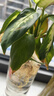 玛丽安水培植物万年青好养盆栽室内富贵竹办公室客厅花卉净化空气 玛丽安25-30厘米2棵【不含瓶】 实拍图