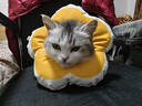 华元宠具（hoopet）猫咪伊丽莎白圈幼猫项圈宠物狗狗圈颈圈脖圈头套犬耻辱圈防舔头罩 实拍图