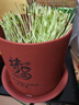 田园梦春节送礼生豆芽机家用全自动紫砂豆芽罐豆芽发芽神器食品级发花生 大号土陶豆芽罐（每年送麦饭石） 实拍图