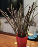 花翁水培鲜枝鲜花干枝花卉植物盆栽 红梅鲜枝【70-80cm20枝】源头直发 实拍图