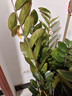 叹为观止大型植物发财树各种大颗盆栽开业乔迁客厅办公室内好养大型花卉 金钱树【80厘米-1米】 含盆 实拍图