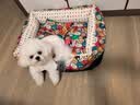 主子家狗窝猫窝可拆洗 中小型犬泰迪狗床狗垫子 帆布耐咬四季车载宠物窝 大嘴猴 M（58*45*20）18斤宠物 实拍图