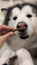 GERTHRON德国品牌狗狗磨牙棒宠物零食耐咬幼犬小型犬泰迪狗狗洁齿骨除口臭 60根*2袋 牛肉味 骨头洁齿骨【肉香四溢 拒绝添加】 营养美味 训犬必备 磨牙健齿 耐啃耐咬 清新口气 实拍图