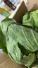高原夏菜新鲜包菜卷心菜绿甘南菜甘蓝圆白菜时令蔬菜健康营养早餐 1.5斤-2斤高端标准菜 实拍图