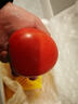 京鲜生 山东普罗旺斯番茄 净重4.5斤 单果125g+ 沙瓤西红柿 源头直发 实拍图