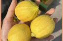 广东香水黄柠檬包邮新鲜水果柠檬精选皮薄奶茶店专用整箱 现货 柠檬净重9斤单果50g+ 实拍图