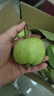 广西红心芭乐番石榴新鲜【源头直发】应当季孕妇儿童水果现摘现发 2斤优选果-单果100g+净重1.5斤 实拍图