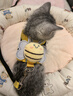 欢宠网猫咪牵引绳猫绳胸背带遛猫绳溜猫绳子背心宠物防挣脱逃脱背带链子 实拍图