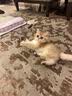 牧灵CFA赛级逗猫棒猫咪玩具自嗨解闷逗猫棒羽毛铃铛替换头小宠物用品 【限量100件】CFA赛级逗猫棒 实拍图