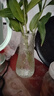 特大号玻璃花瓶桌面插花水养鲜花富贵竹高花瓶ins风客厅装饰摆件 【21高透明】大号锥桶水波纹 实拍图
