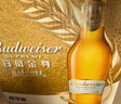 百威金尊啤酒500ml*12瓶整箱装Supreme 京东自营元宵送礼喜酒 实拍图
