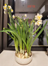 绿丝绦水仙花水培花卉进口洋水仙种球耐寒好养活冬季年宵盆栽植物 洋水仙种球6个+陶瓷盆 实拍图