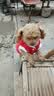 小野七天宠物狗狗衣服新年小中型犬猫咪秋比熊泰迪冬季四脚衣冬季保暖服饰 实拍图