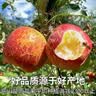 山姆大叔 丑苹果昭通苹果冰糖级【闪送-多地次日达】云南新鲜水果礼盒装 【金标·甄选果】单果70-80mm｜甜爆了 9斤装【蕞划算-全家分享】净8 实拍图