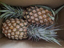 京鲜生 海南金钻凤梨  2个装 单果2斤起  生鲜水果 实拍图